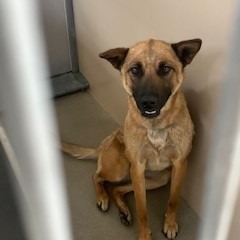 Kennel#31's preview photo