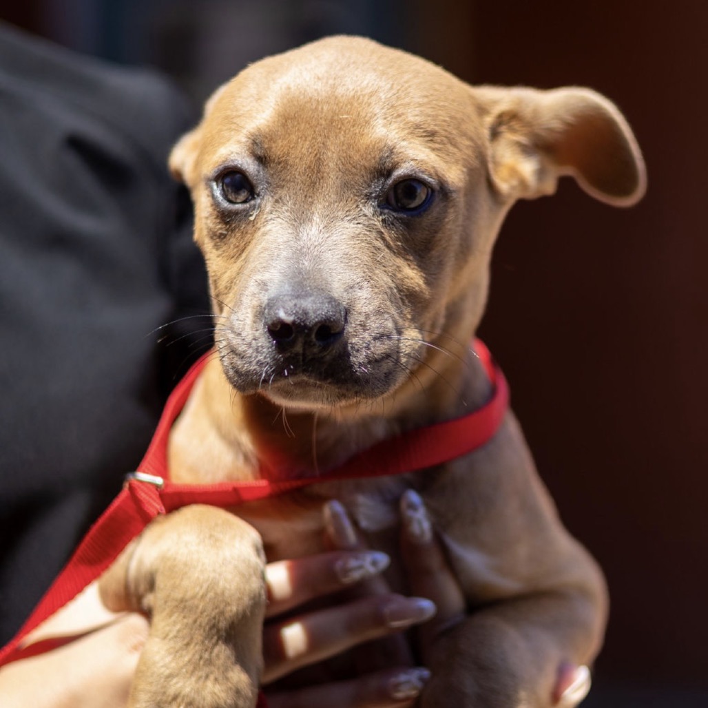 Kennel#29c Mocha's preview photo