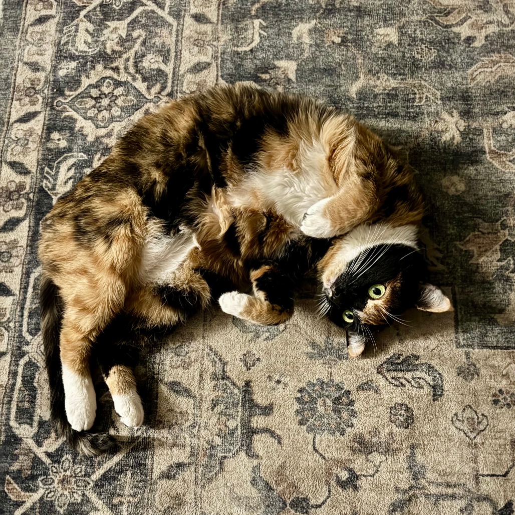 Zuri — thumbnail 5