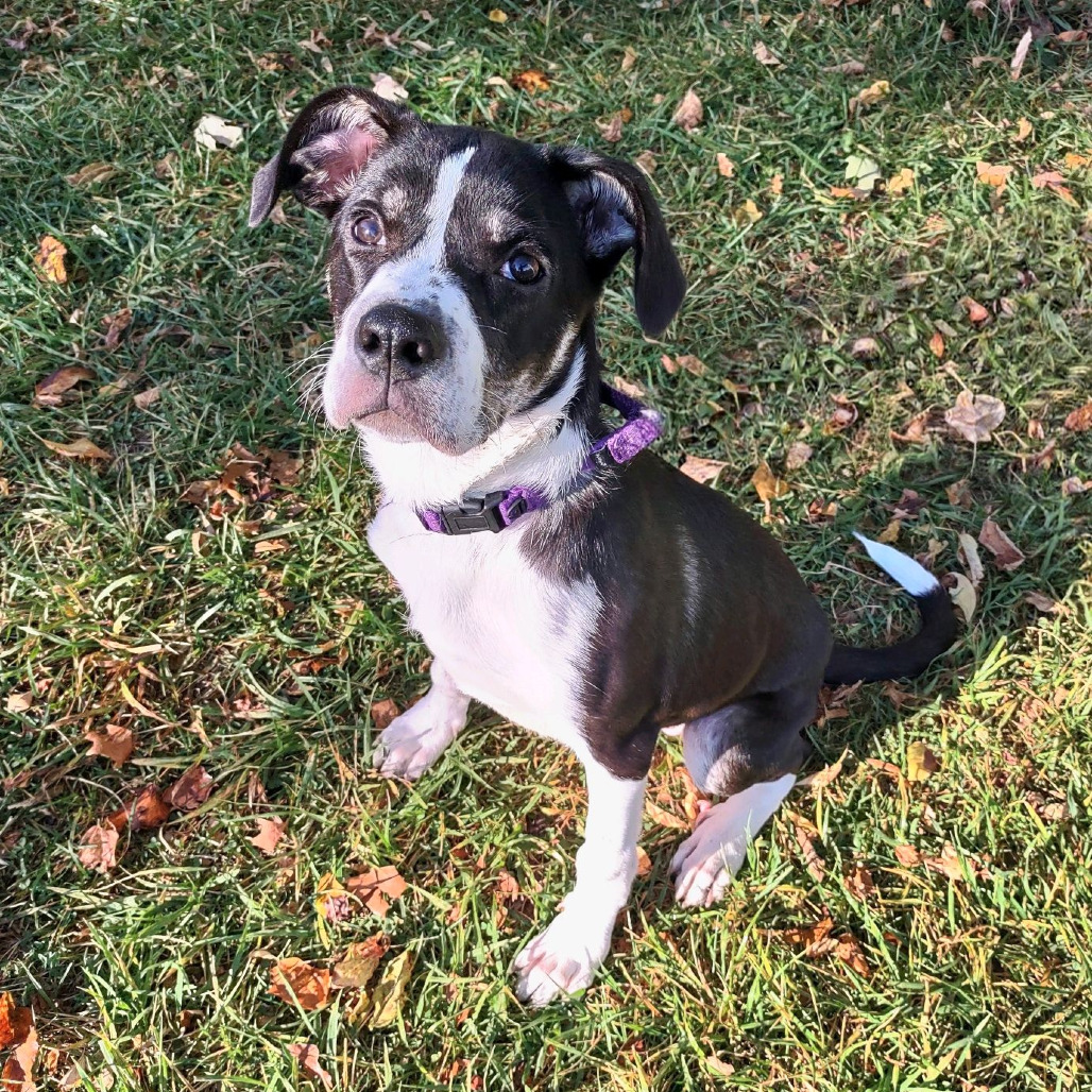 Taffy, photo 18