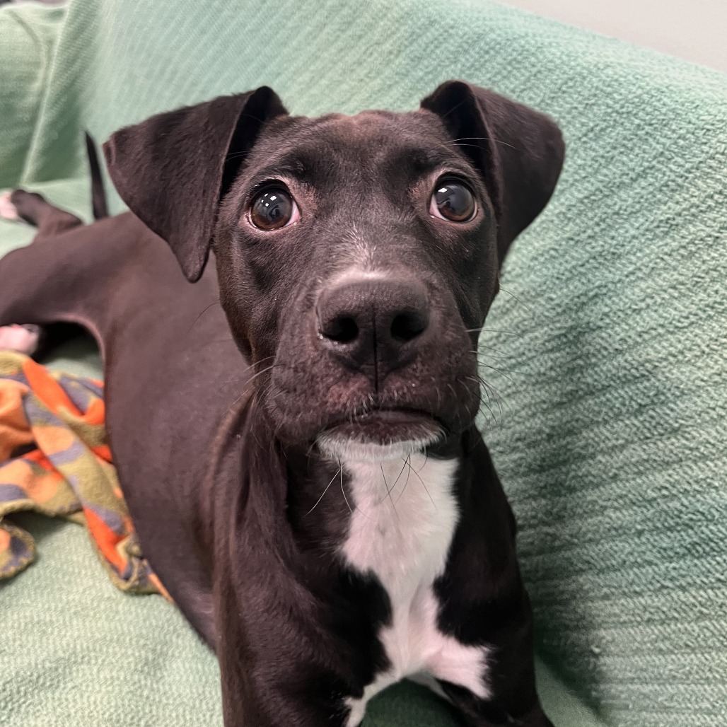 POLAR BEAR - Mixed Breed (Medium) available for adoption