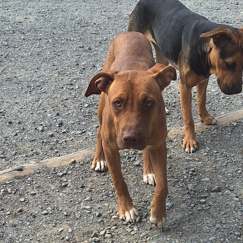 Kennel#27a Caramel's preview photo