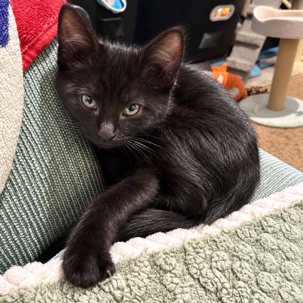 VENUS (ADOPTION PENDING) - Domestic Shorthair available for adoption