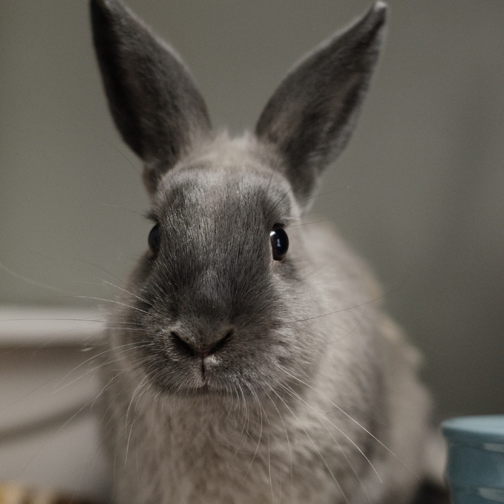 Gulliver is available for adoption at Georgia House Rabbit Society