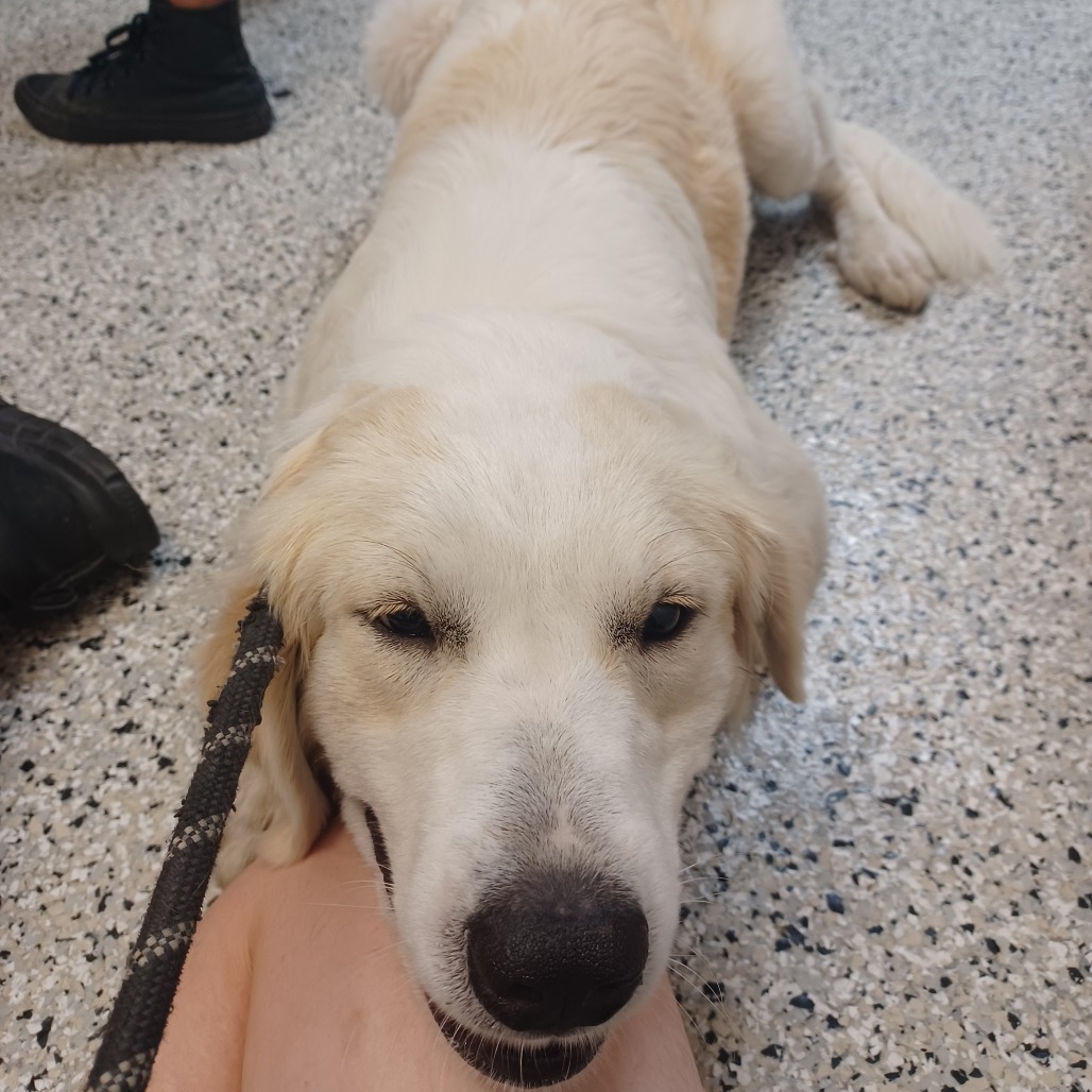 CHARMY - Pyrenees, Great / Retriever, Golden for adoption in Hattiesburg