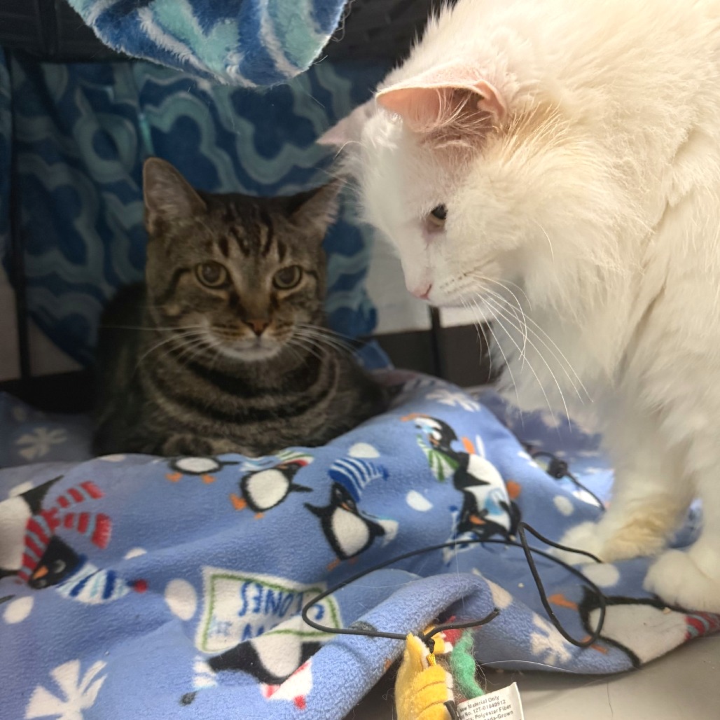 Photo of Toby (and Casper!) 9