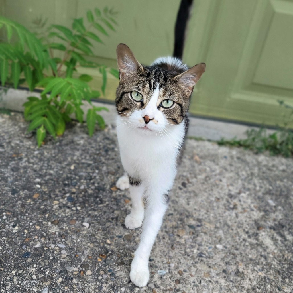 Rufus
