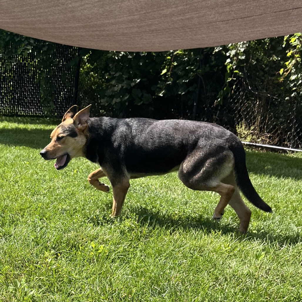 Bruno 