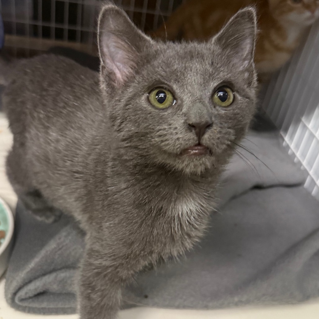 Batty (Available at Petsmart 280) is available for adoption at Shelby ...