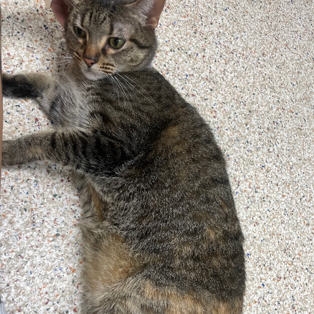 BELL PEPPER - Domestic Shorthair / Mix available for adoption