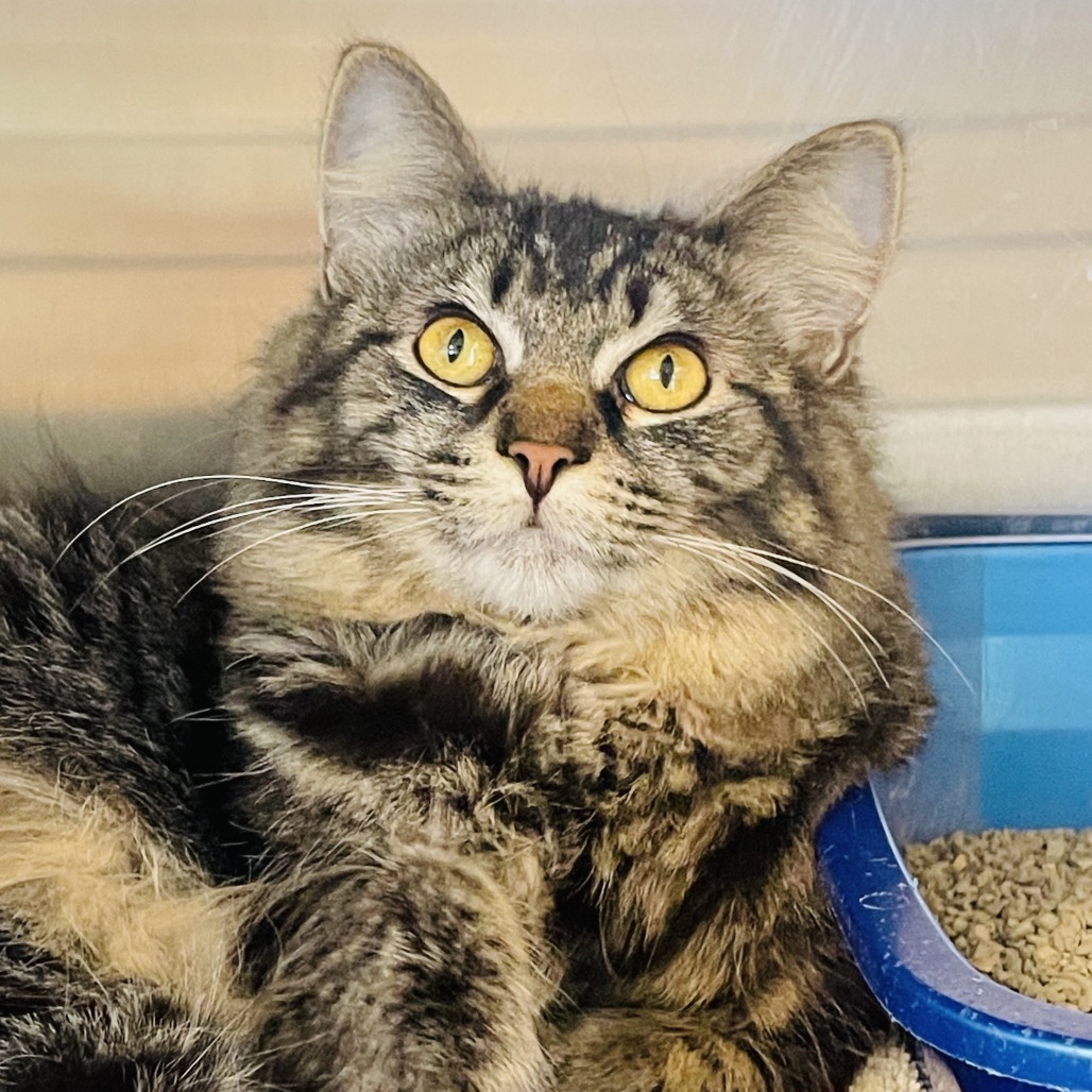 Lulu available through our Foster to Adopt Program, photo 9