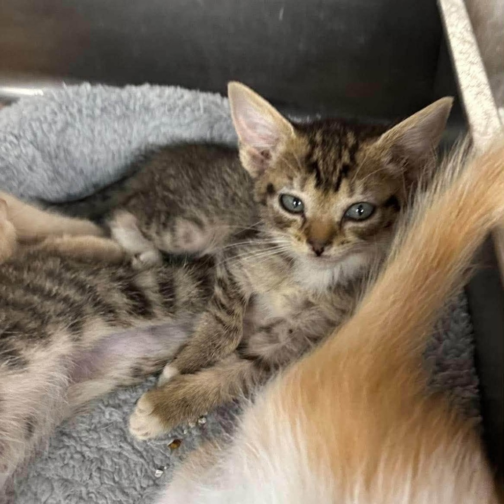ASTRA - Domestic Shorthair available for adoption