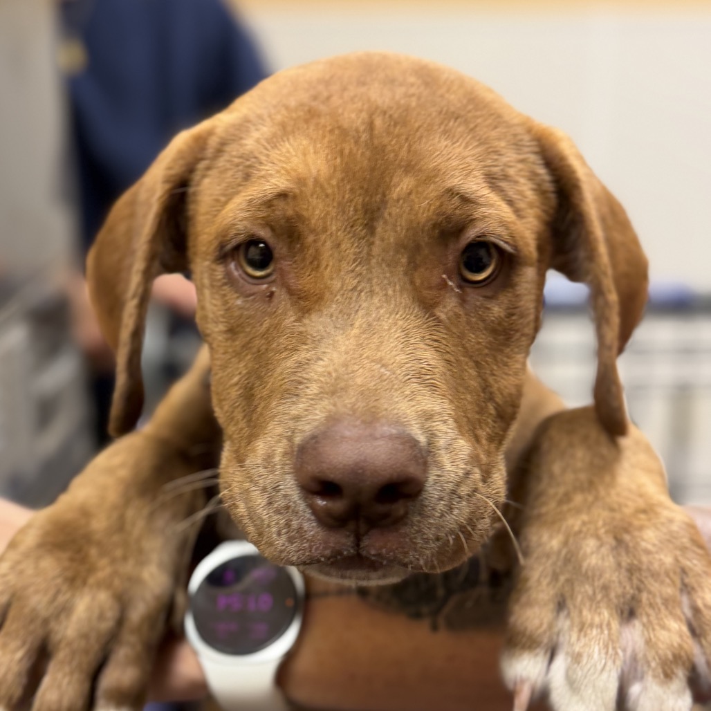 BIRDIE - Terrier / Pit Bull available for adoption