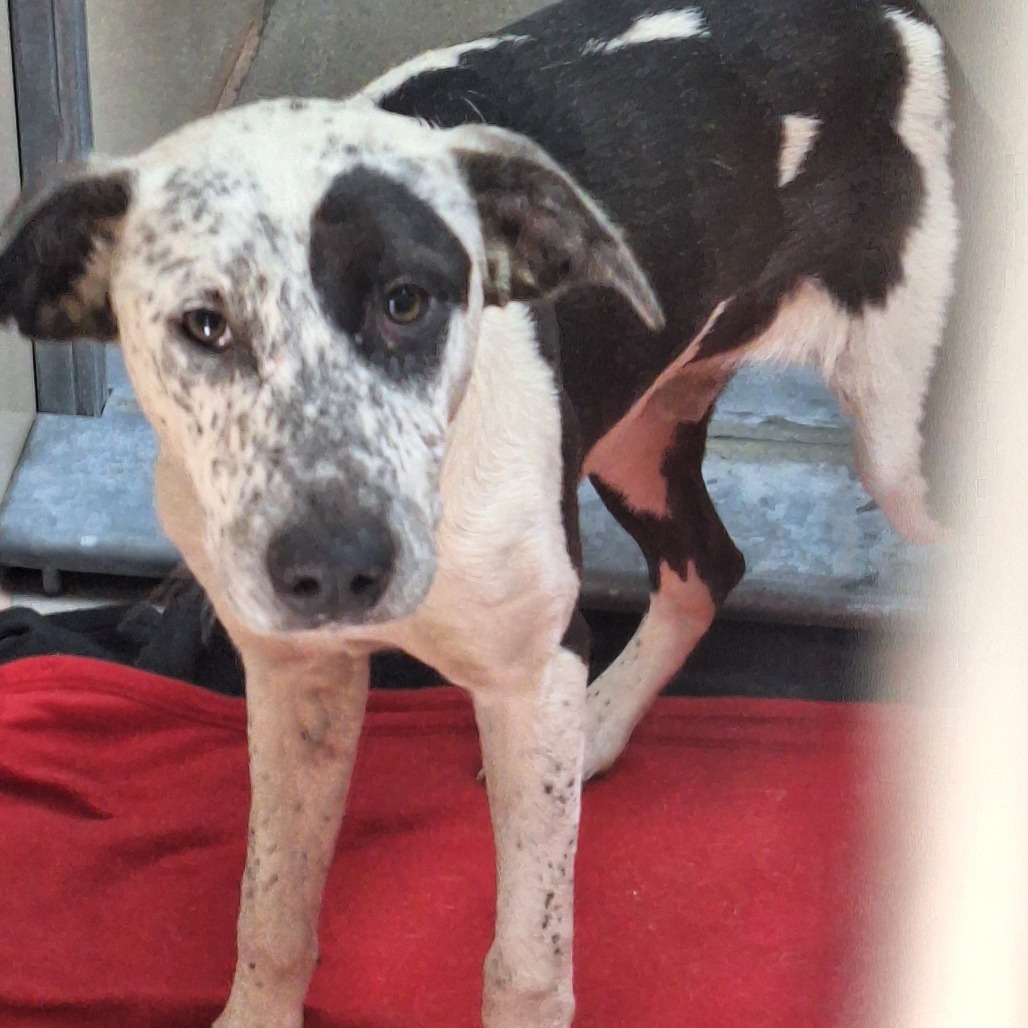 Kennel#3a's preview photo
