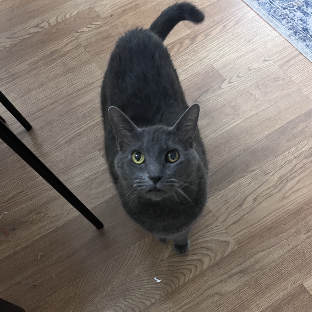 Image of Suca looking at the camera