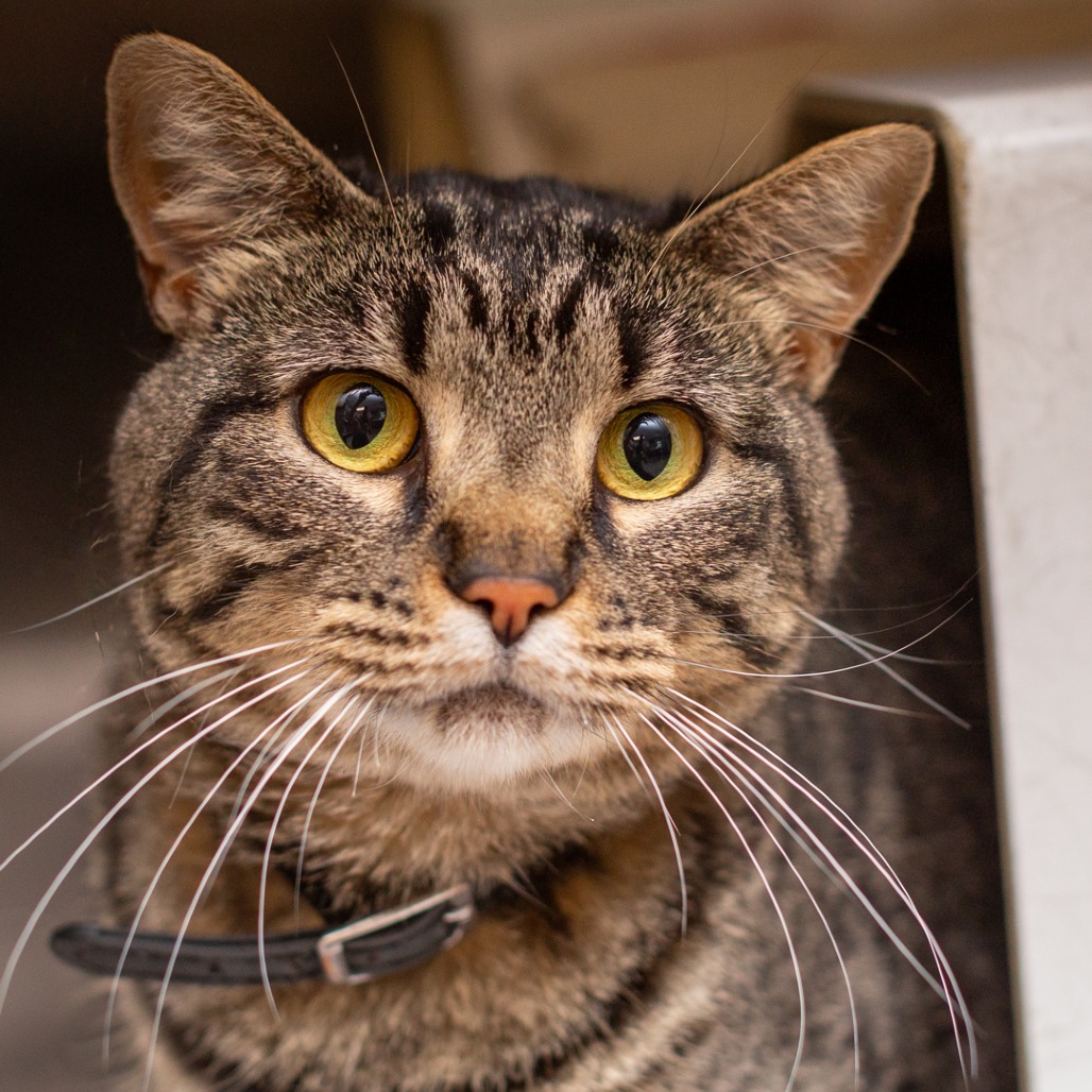 BLACK SAGE - Domestic Shorthair available for adoption