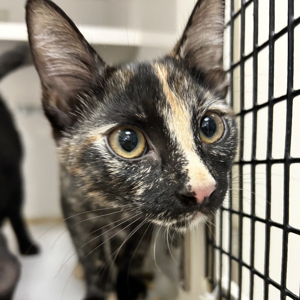 KitKat - Domestic Shorthair