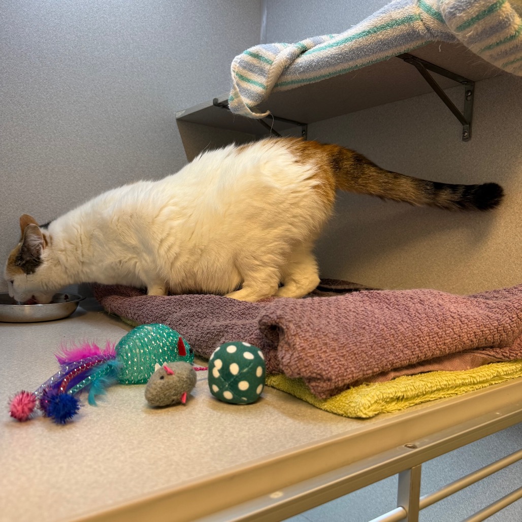 Photo of Sweetpea 6