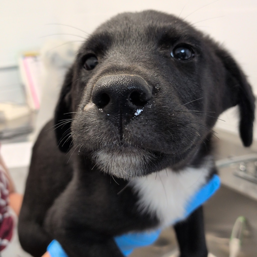 APPLE JUICE - Retriever, Labrador / Collie available for adoption