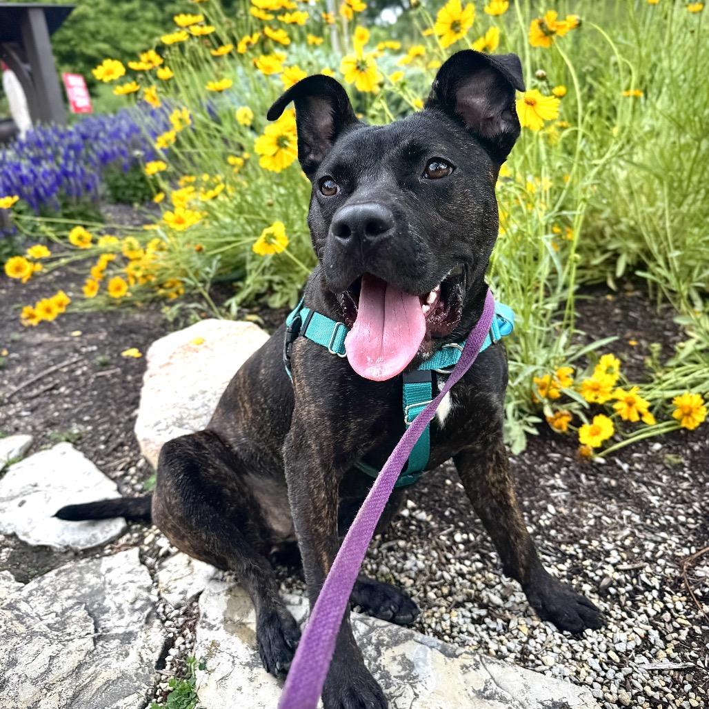 MOCHI - Mixed Breed (Medium) available for adoption