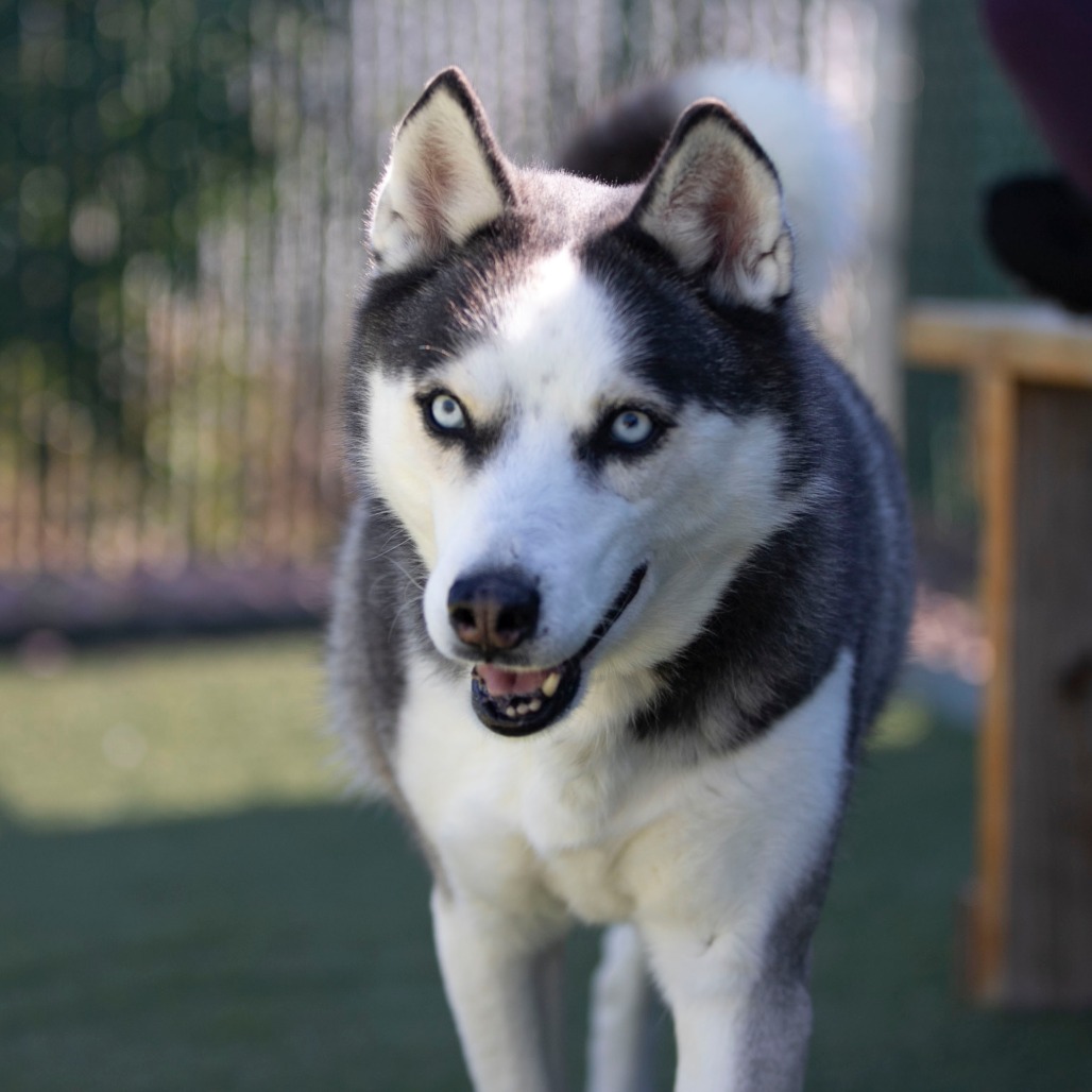 ICE (MR26-327) - Husky available for adoption