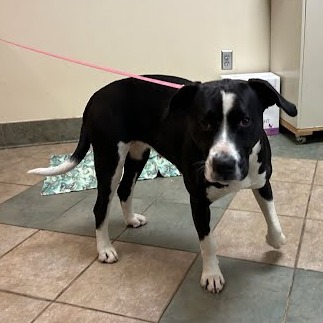 Dolly — thumbnail 3