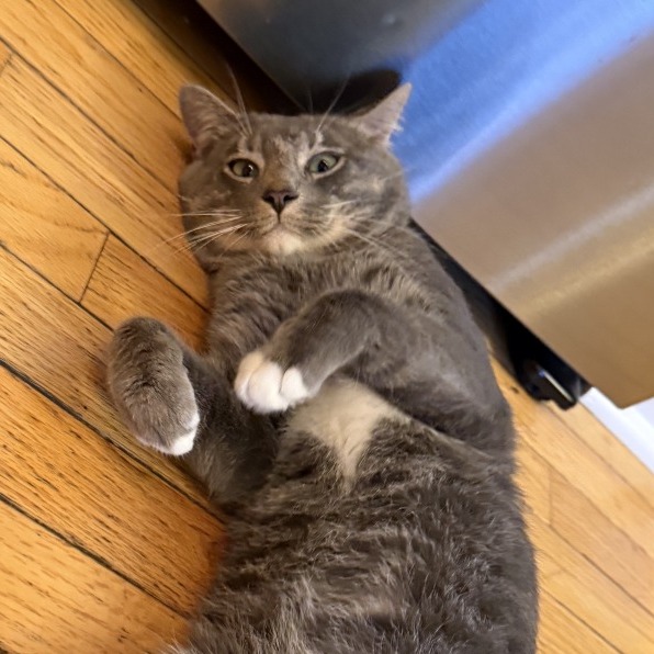 WINSTON 2 - Domestic Shorthair for adoption in Joliet
