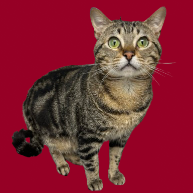  Photo of TUSC-Stray-83284