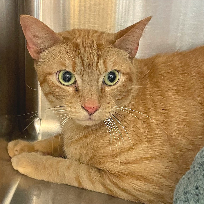 Mordecai — thumbnail 6