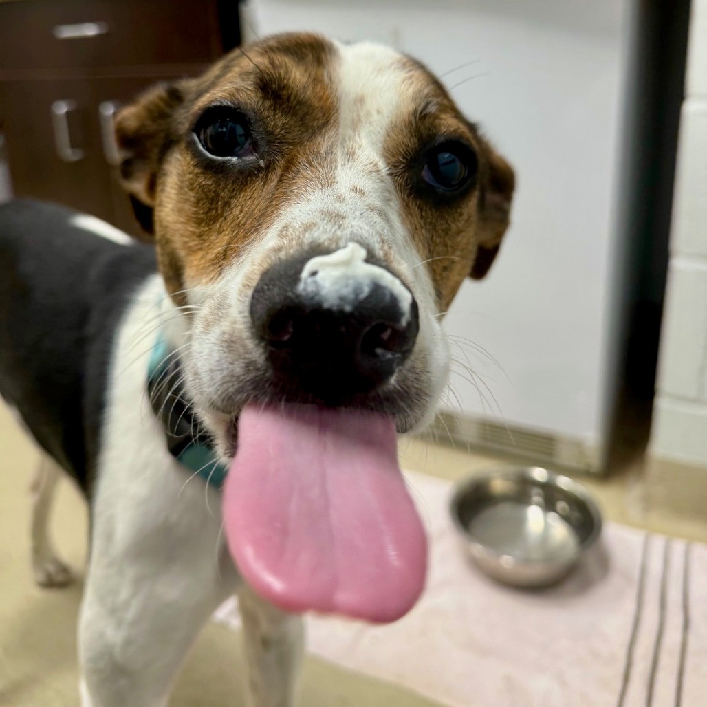 TULA *DEAF* - Beagle / Mixed Breed (Medium) available for adoption