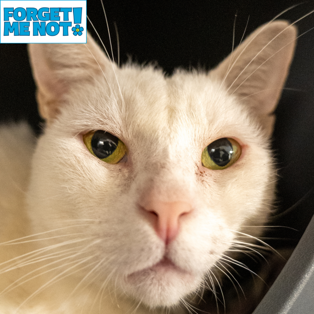SIR BLANCO - Domestic Shorthair available for adoption