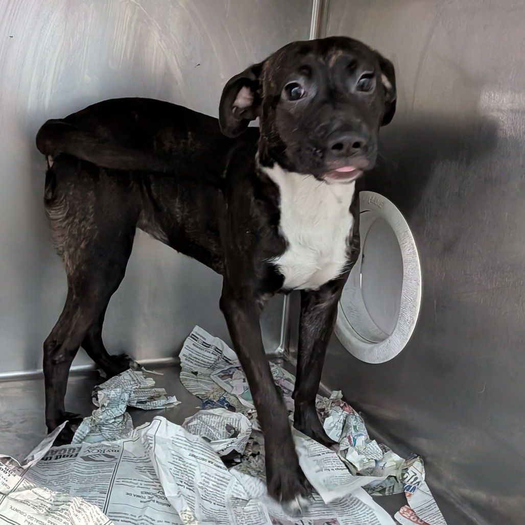 Brina, available for adoption at PVAS