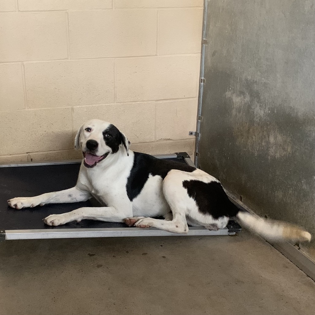 EDWINA - Terrier, Pit Bull / Mix available for adoption