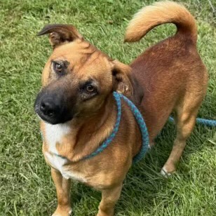 CROUTON - Corgi, Pembroke Welsh / Shepherd available for adoption