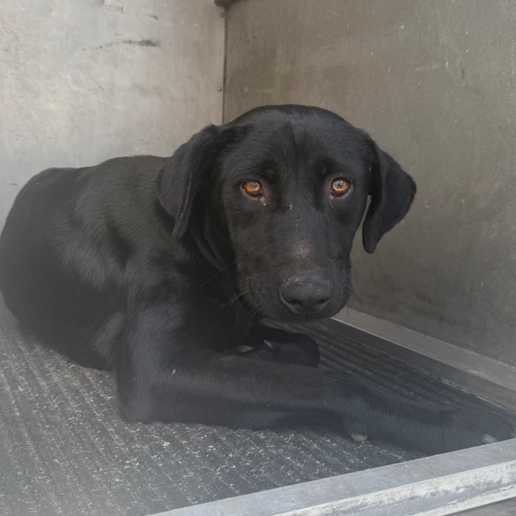 CARMEN - Retriever, Black Labrador / Mix available for adoption
