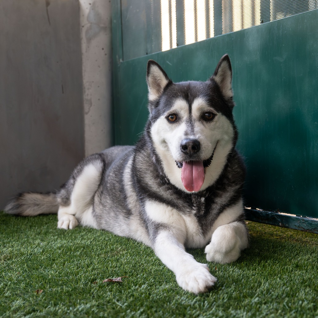 Siberian Husky