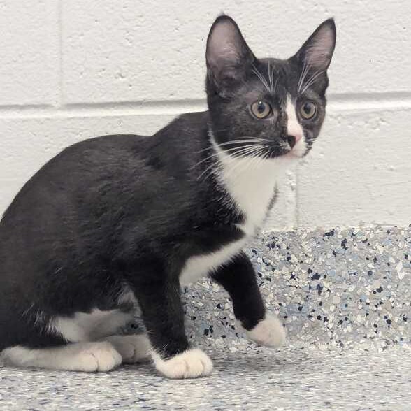BOOGER - Domestic Shorthair available for adoption