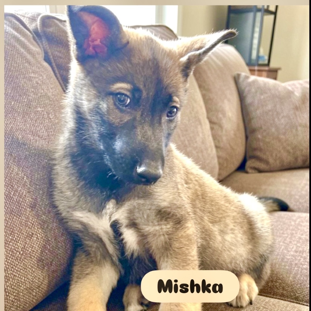 MISHKA, photo 5