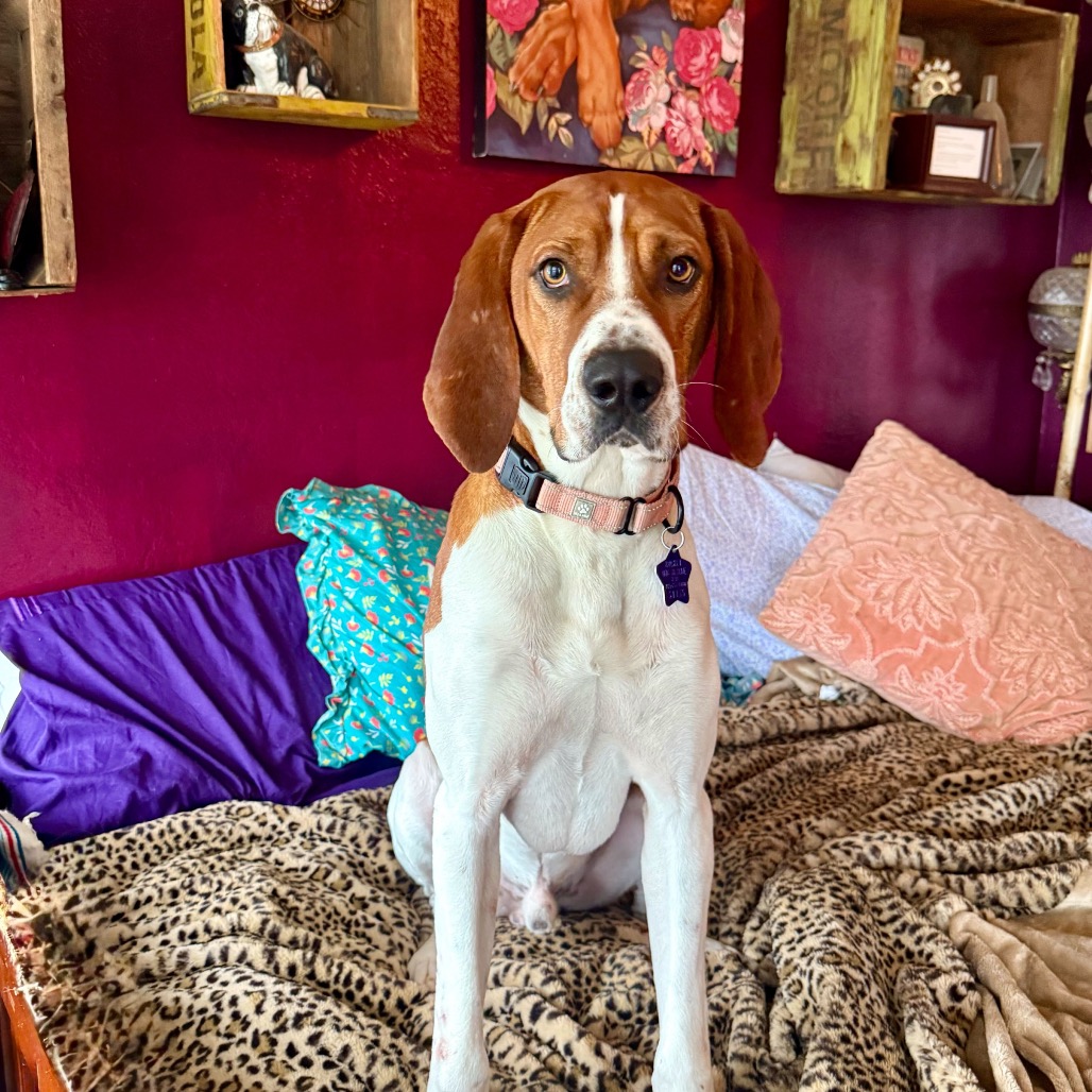 Ajax — thumbnail 3