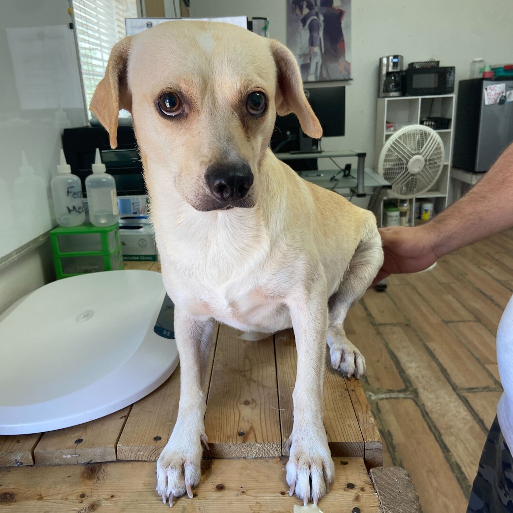 Chico C., available for adoption at PVAS