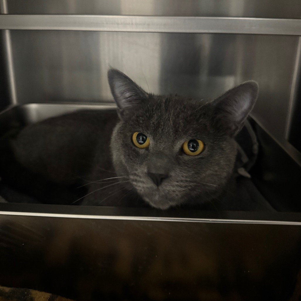 ASH - Domestic Shorthair available for adoption