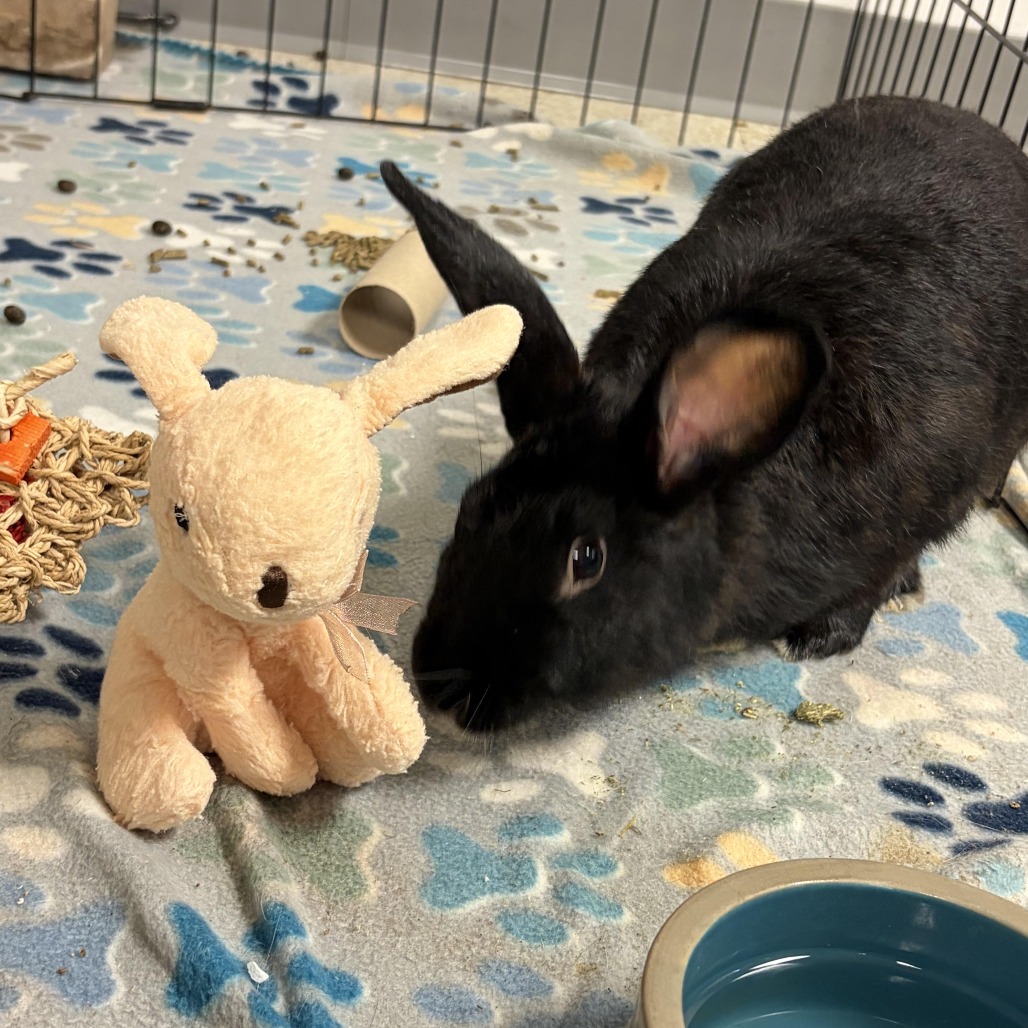 BEAUFORT - Havana available for adoption