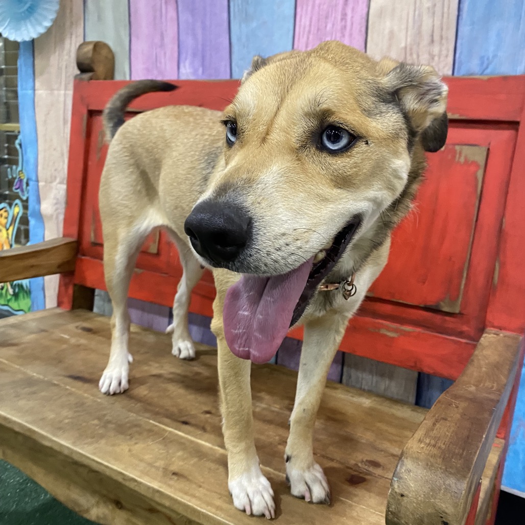 CHLOE (NALA) - Mixed Breed (Medium) for adoption in Midland