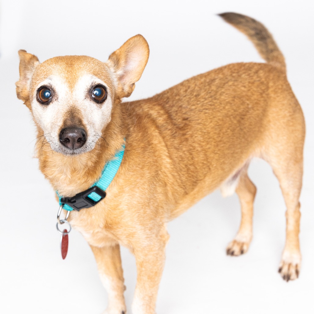 Harry  Bonded with Houdini