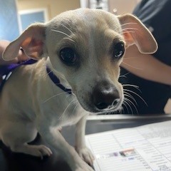 Kennel#16 Lita's preview photo