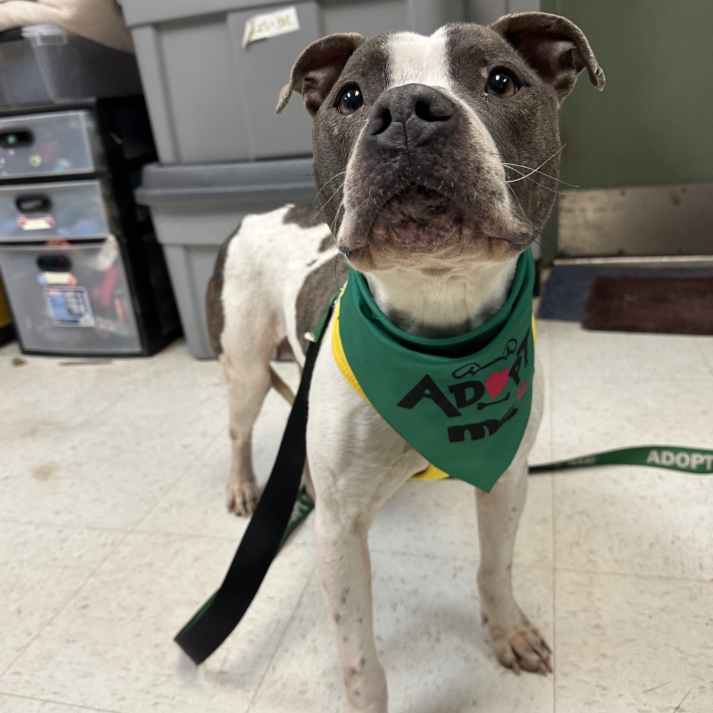 Chanel — thumbnail 2