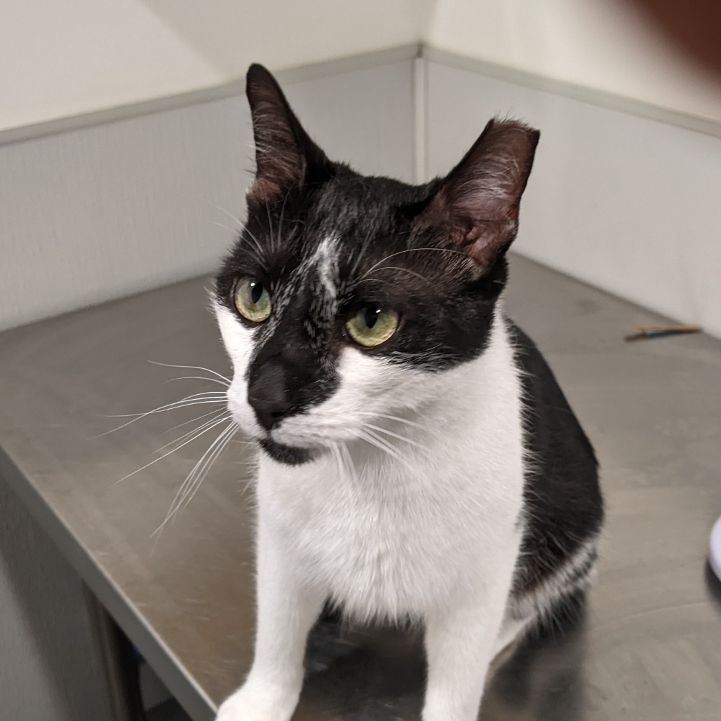 Harold — thumbnail 2