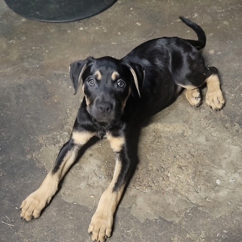 BACKPACK - Mixed Breed (Medium) available for adoption