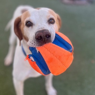 BUDDY BOY, photo 12