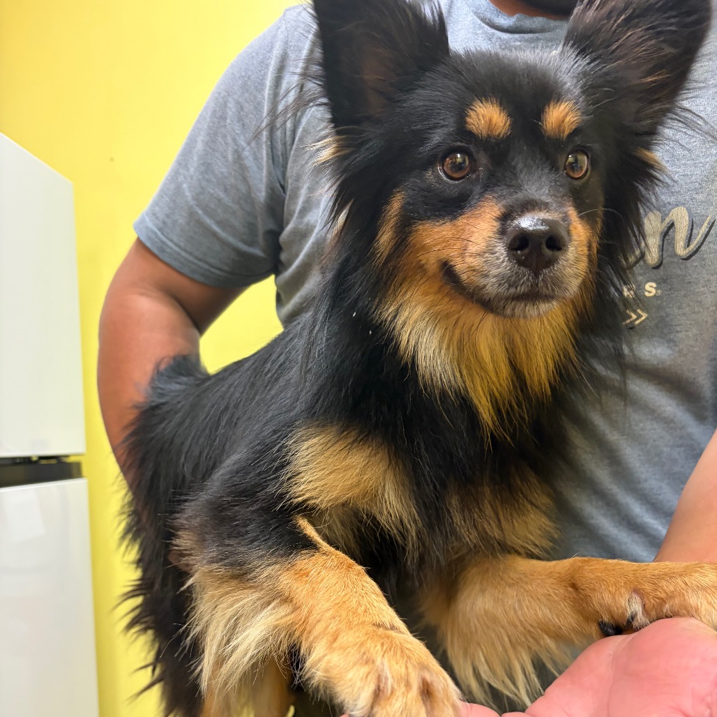 BEAR(POOH-BEAR) - Collie, Border / Mixed Breed (Medium) available for adoption
